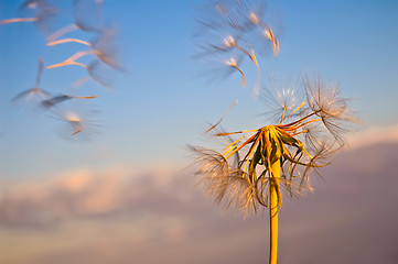 Image showing Golden dandelion