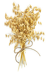 Image showing Oat stems with twine