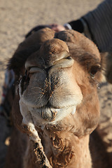 Image showing Head of a camel