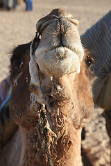 Image showing Head of a camel