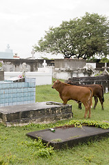 Image showing cemetery cows Sint Eustatius Netherlands Antilles
