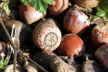 Image showing acorns texture