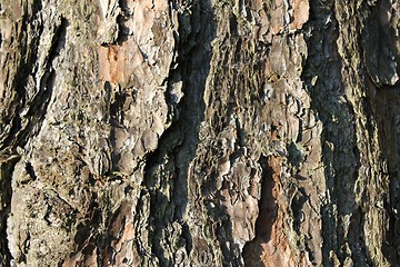 Image showing wood texture