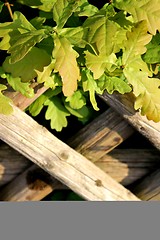 Image showing wooden fence texture