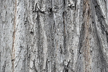 Image showing wood texture