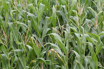 Image showing corn field