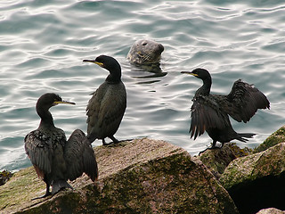 Image showing Cormorants & Seal