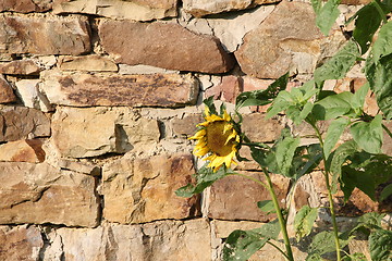 Image showing stone sun flower