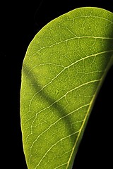 Image showing leafe structure