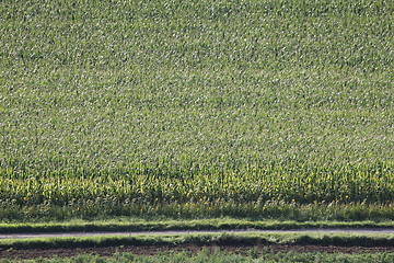 Image showing corn field texture