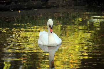 Image showing Swan