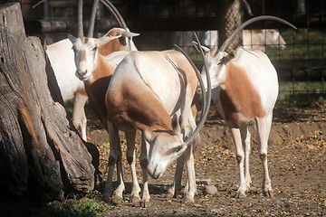 Image showing African wild animal oryx gemsbok