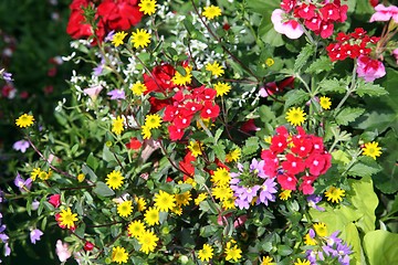 Image showing flowers in garden