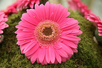 Image showing gerber flower
