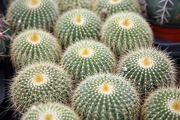 Image showing Cactus