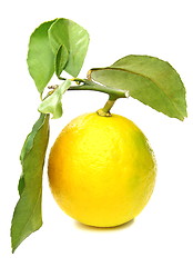 Image showing Lemon on branch.