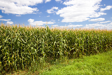 Image showing Green corn