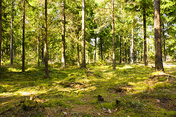 Image showing Trees in wood