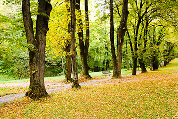 Image showing Trees in park