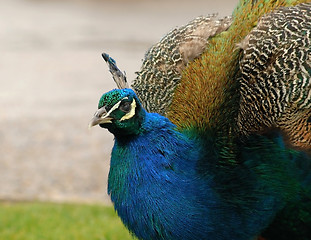 Image showing Peacock close-up