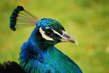 Image showing Peacock head close-up