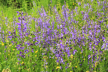 Image showing Nature in Poland