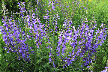 Image showing Wild sage