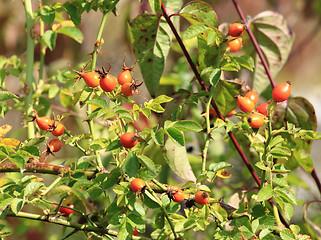 Image showing Wild rose fruit