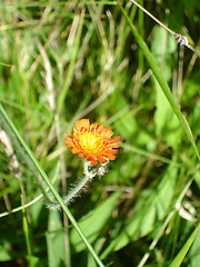 Image showing flower