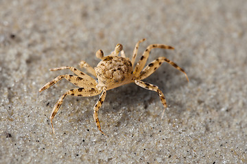 Image showing Beach crab on the sand