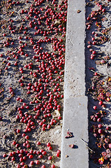 Image showing Many small red apples fallen on ground.