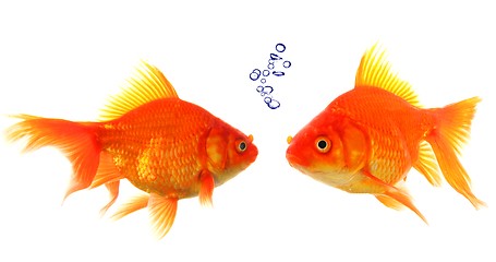 Image showing goldfish