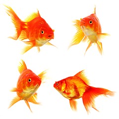 Image showing goldfish collection