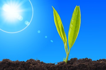 Image showing young plant and blue sky