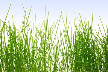 Image showing grass