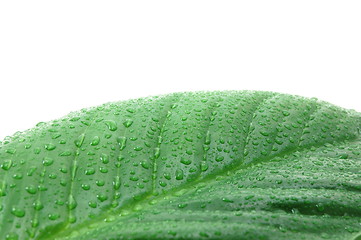 Image showing wet leaf