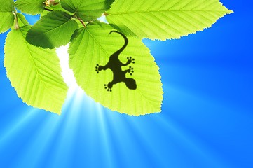 Image showing gecko shadow on leaf