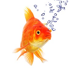 Image showing goldfish