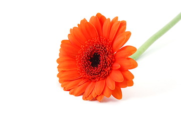 Image showing isolated flower on white