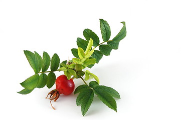 Image showing dog rose