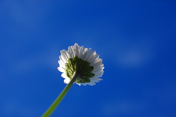 Image showing daisy under blue sky