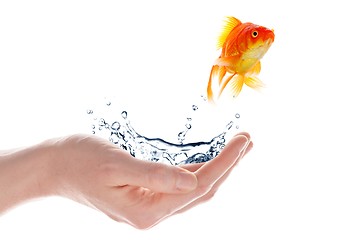 Image showing goldfish