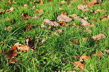 Image showing grass texture with leaves in autumn