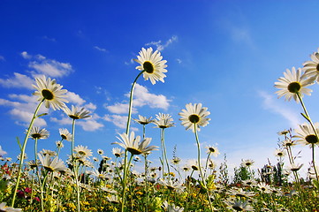 Image showing flower in summer under blue sky