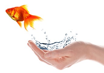 Image showing goldfish