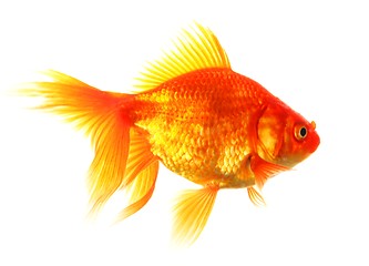 Image showing goldfish