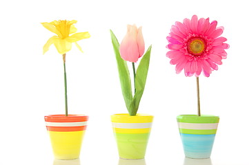 Image showing flowers in pot