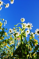 Image showing daisy flower in summer with blue sky