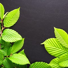 Image showing leaves and copyspace