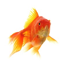 Image showing goldfish